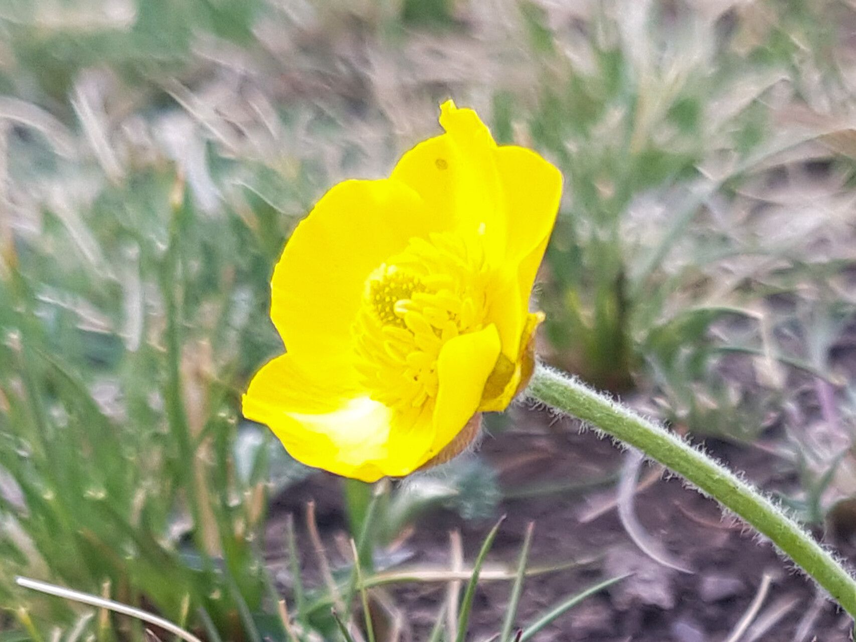 Ranunculus pseudohirculus flower