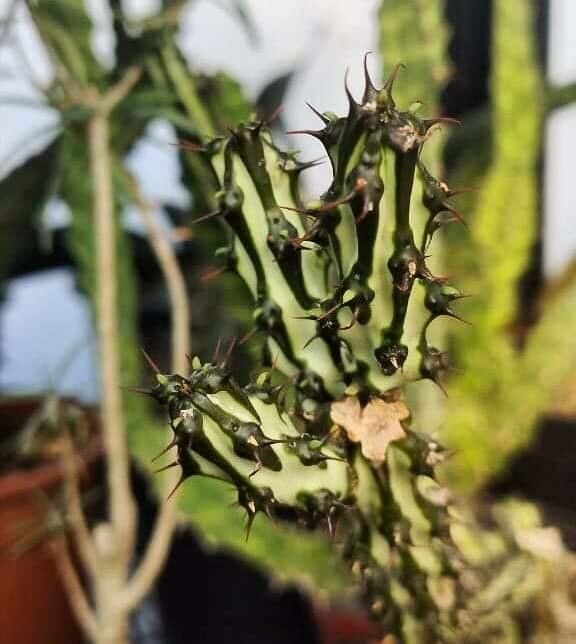 Euphorbia somalensis — houseplant care guide