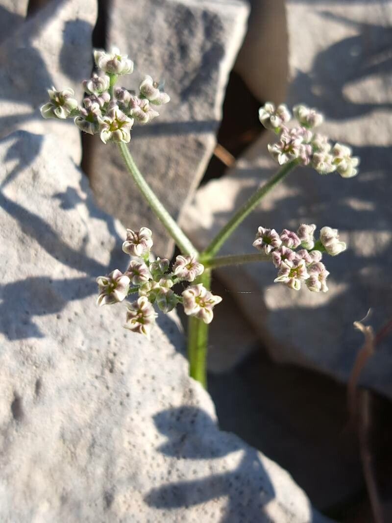 Heracleum pumilum flower
