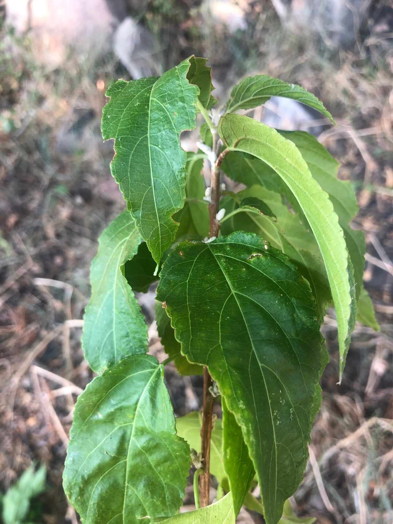 Acalypha pubiflora leaf