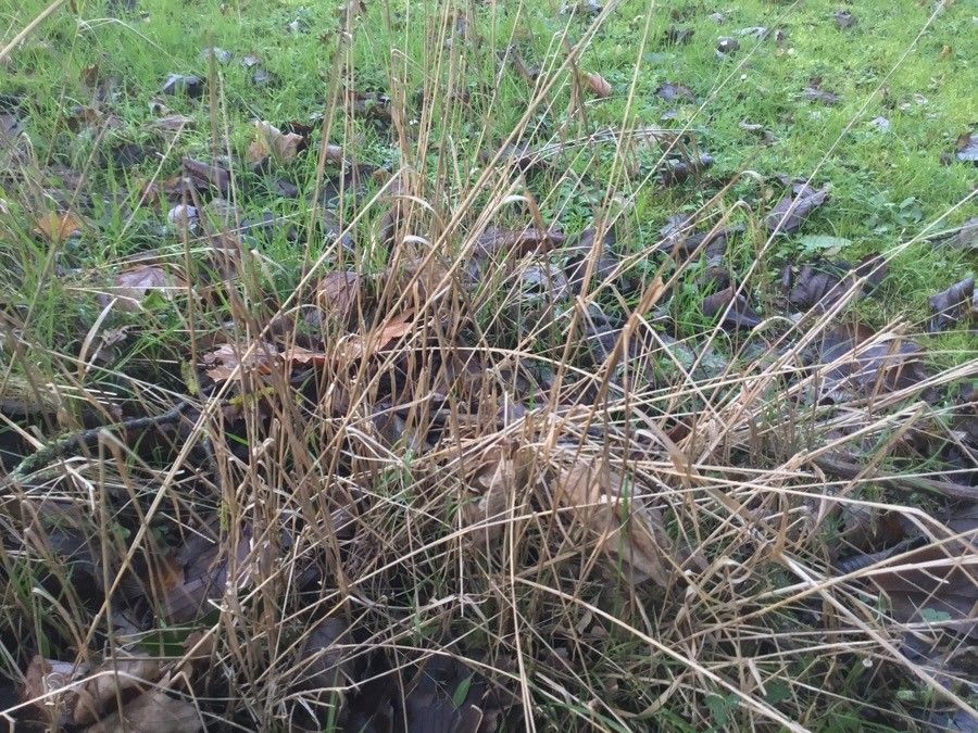 Calamagrostis canadensis leaf