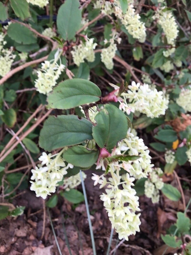 Ribes laurifolium leaf