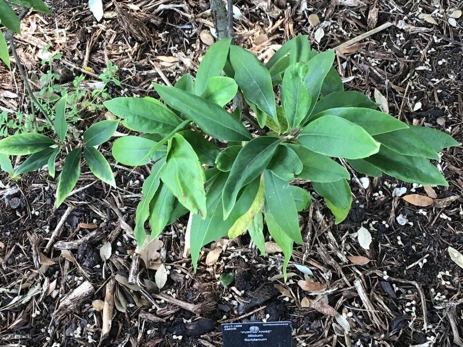 Illicium floridanum — search result for 'Schisandraceae'
