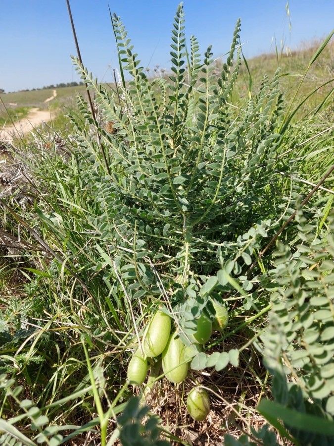 Astragalus macrocarpus fruit