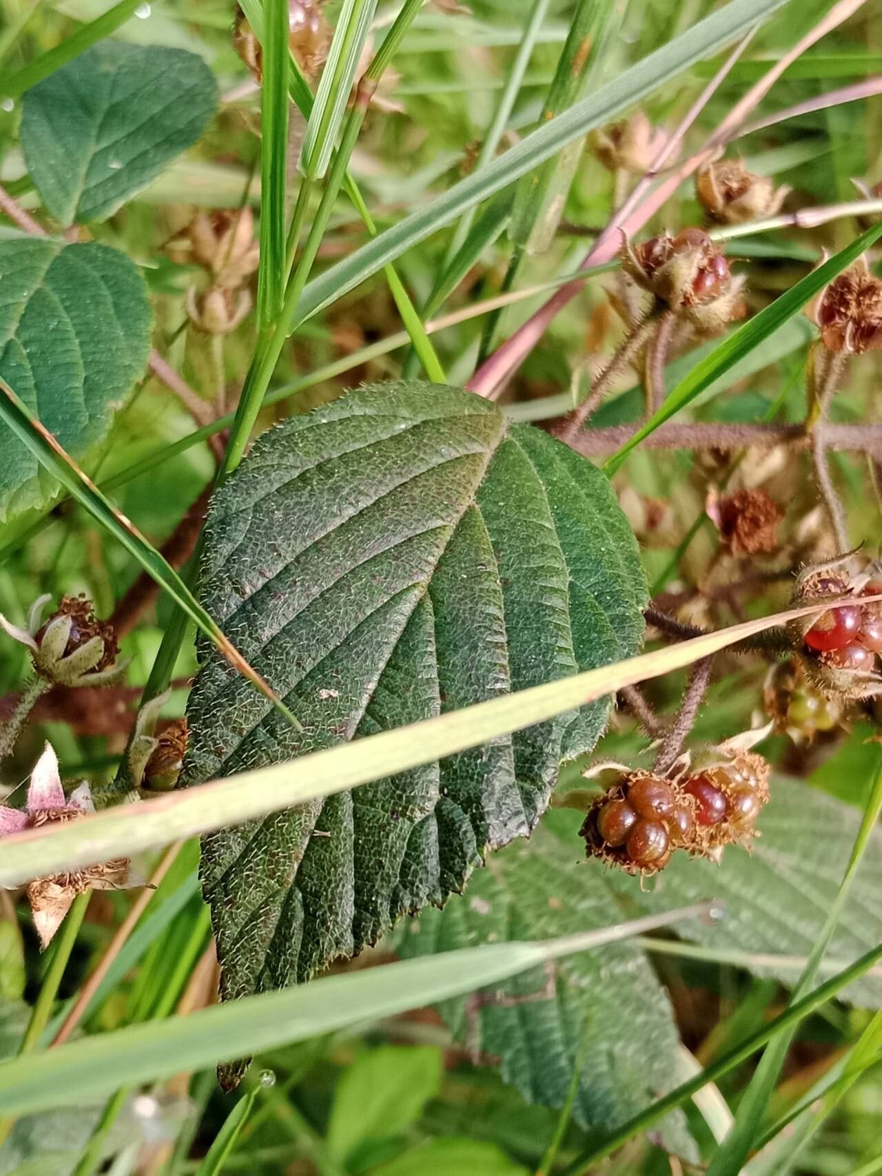 Rubus nigricans — houseplant care guide