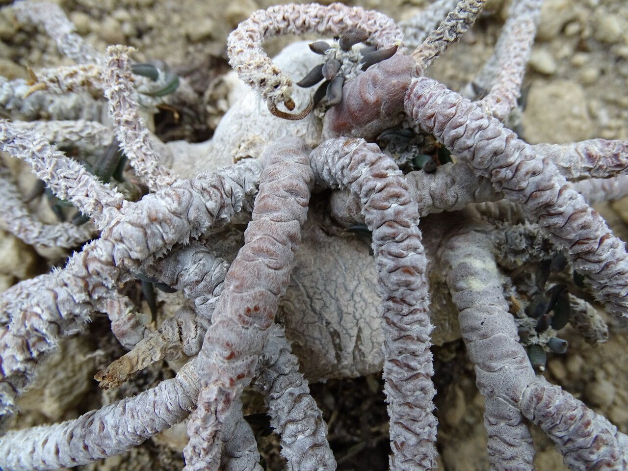 Euphorbia cylindrifolia bark
