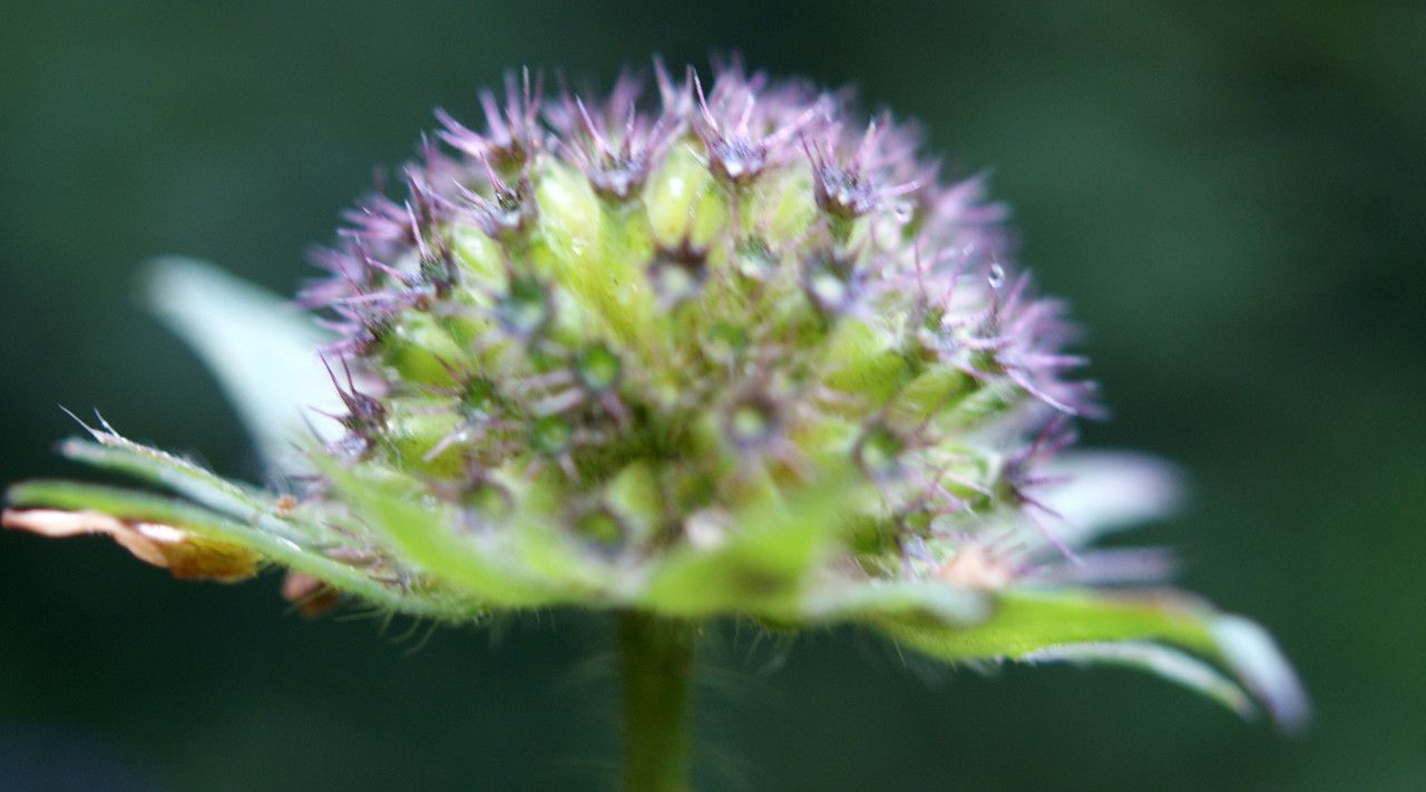 Knautia dipsacifolia fruit