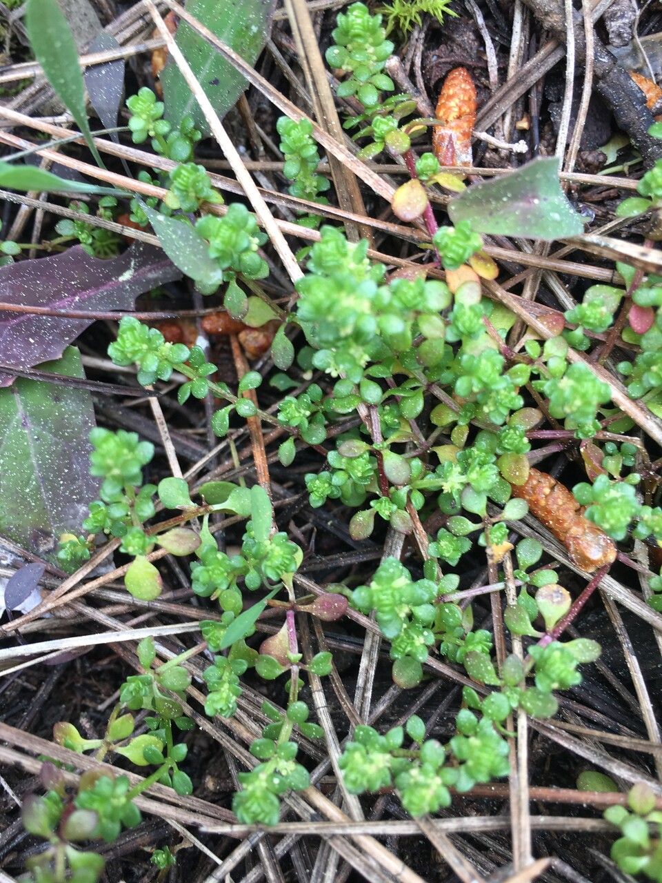 Valantia muralis leaf