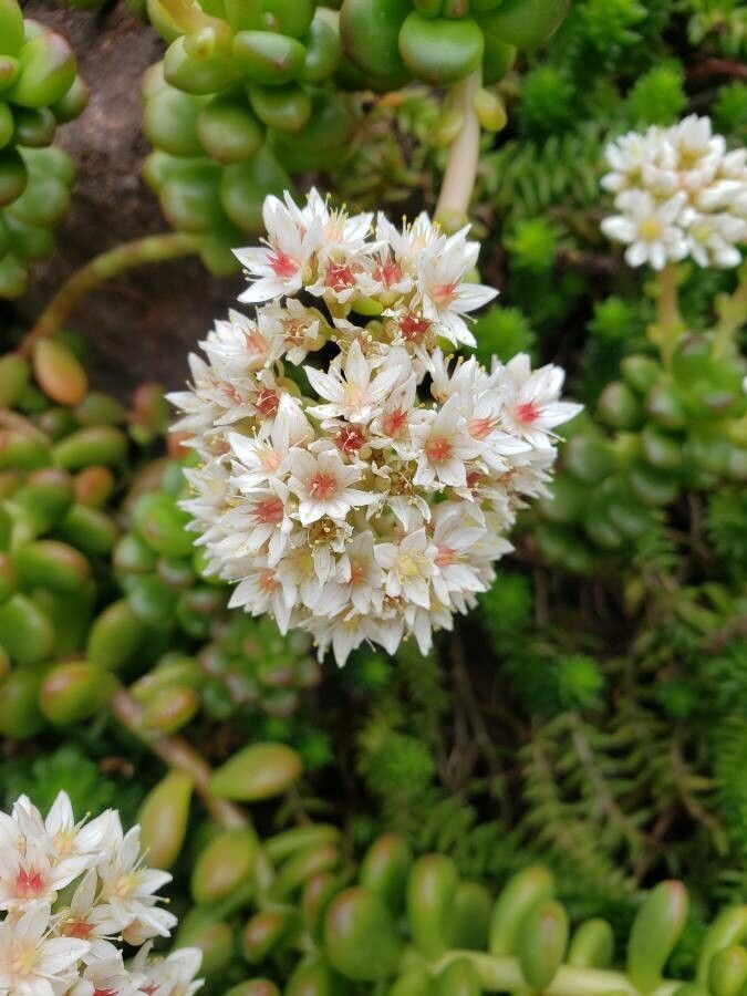 Sedum lucidum flower