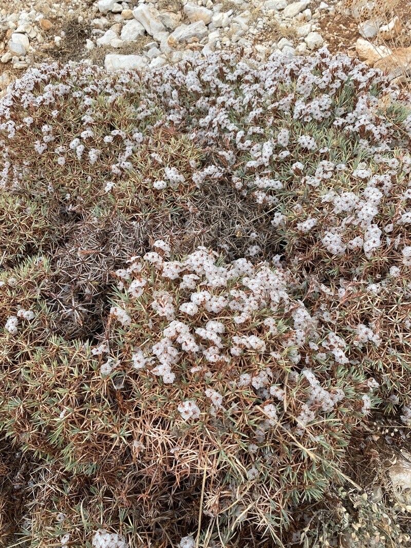 Acantholimon libanoticum habit