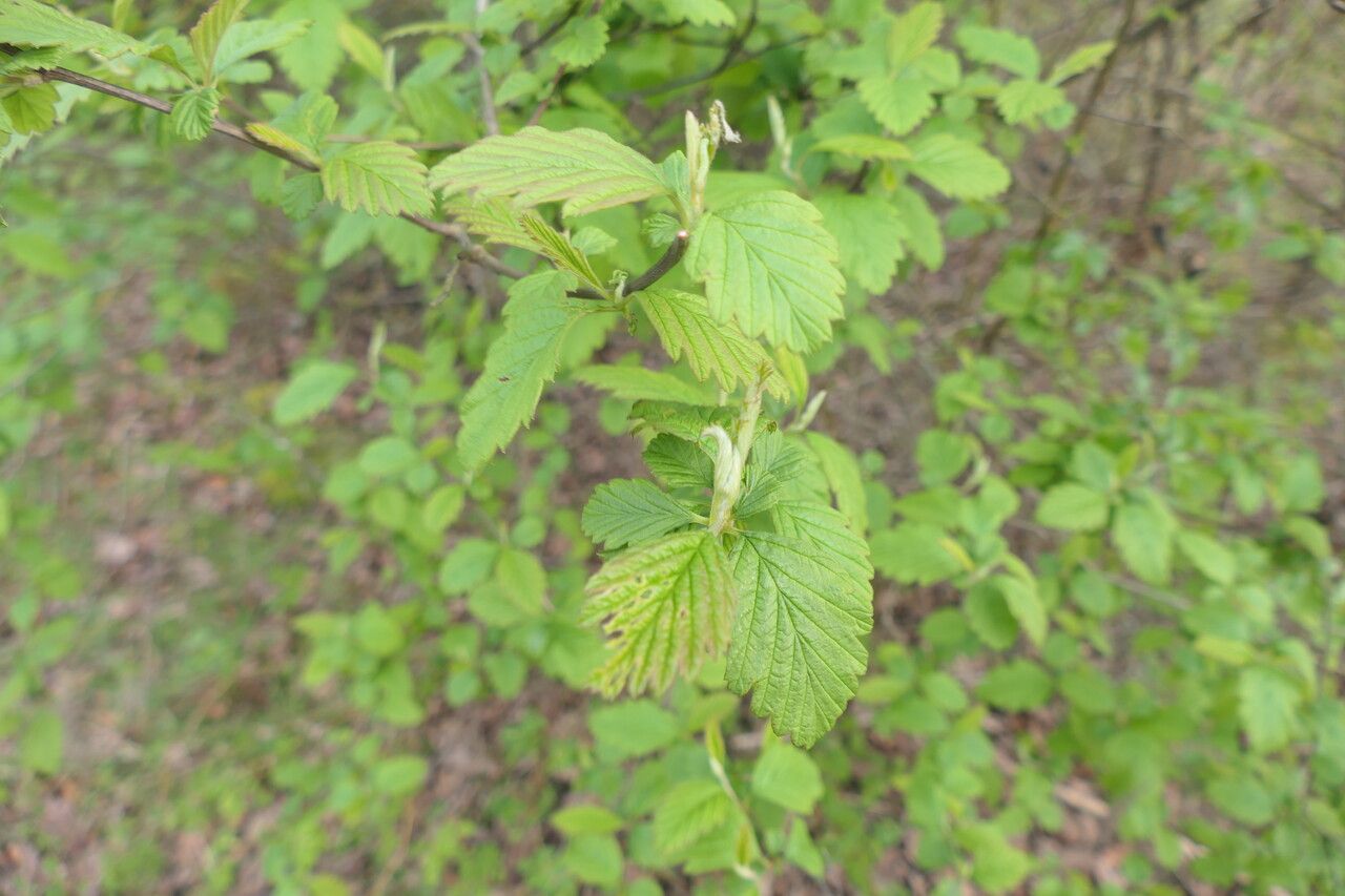 Holodiscus discolor — search result for 'Western North America'