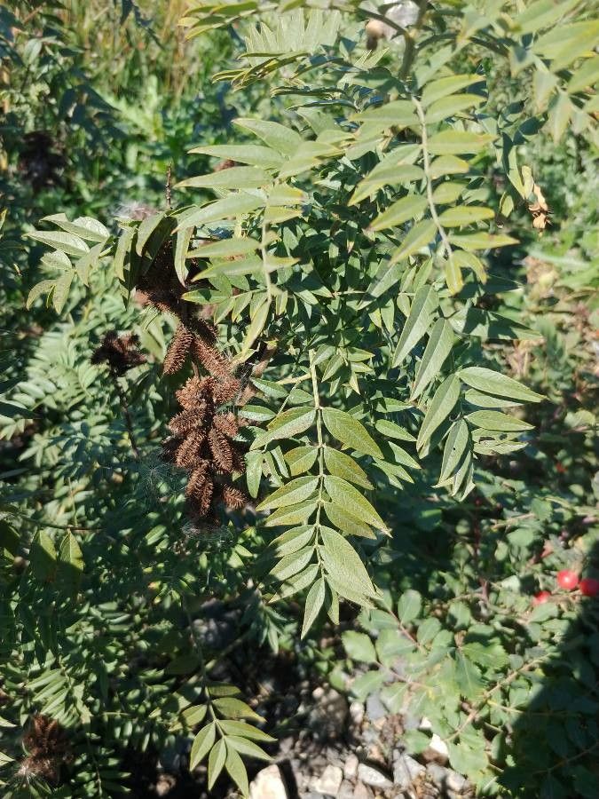 Glycyrrhiza lepidota fruit