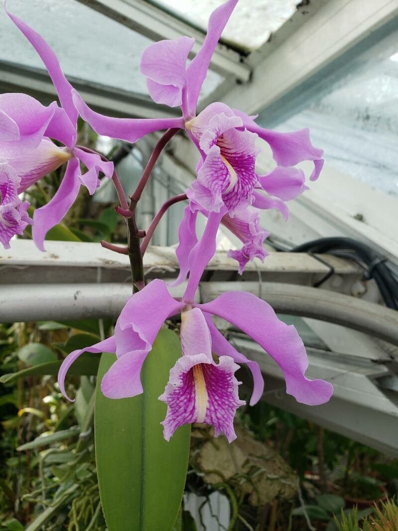 Cattleya dowiana flower