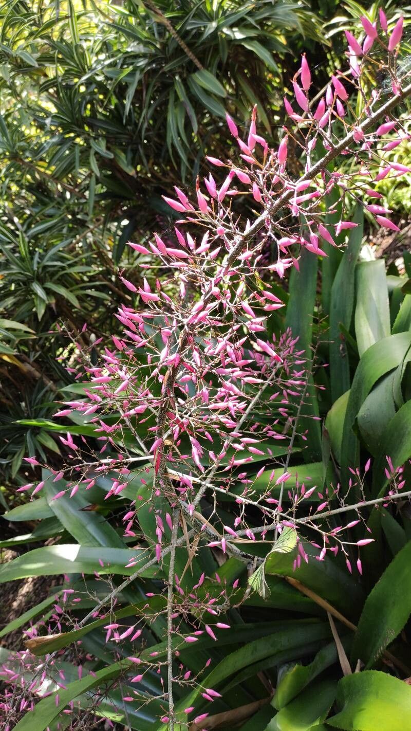Aechmea spectabilis flower