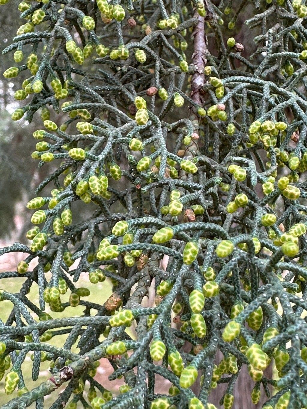 Hesperocyparis lusitanica flower