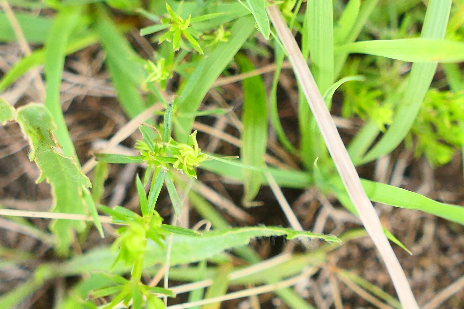 Galium capense bark