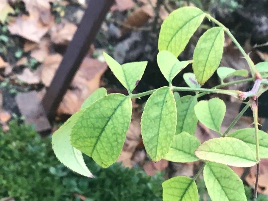 Rosa × borboniana — search result for 'Rosa'