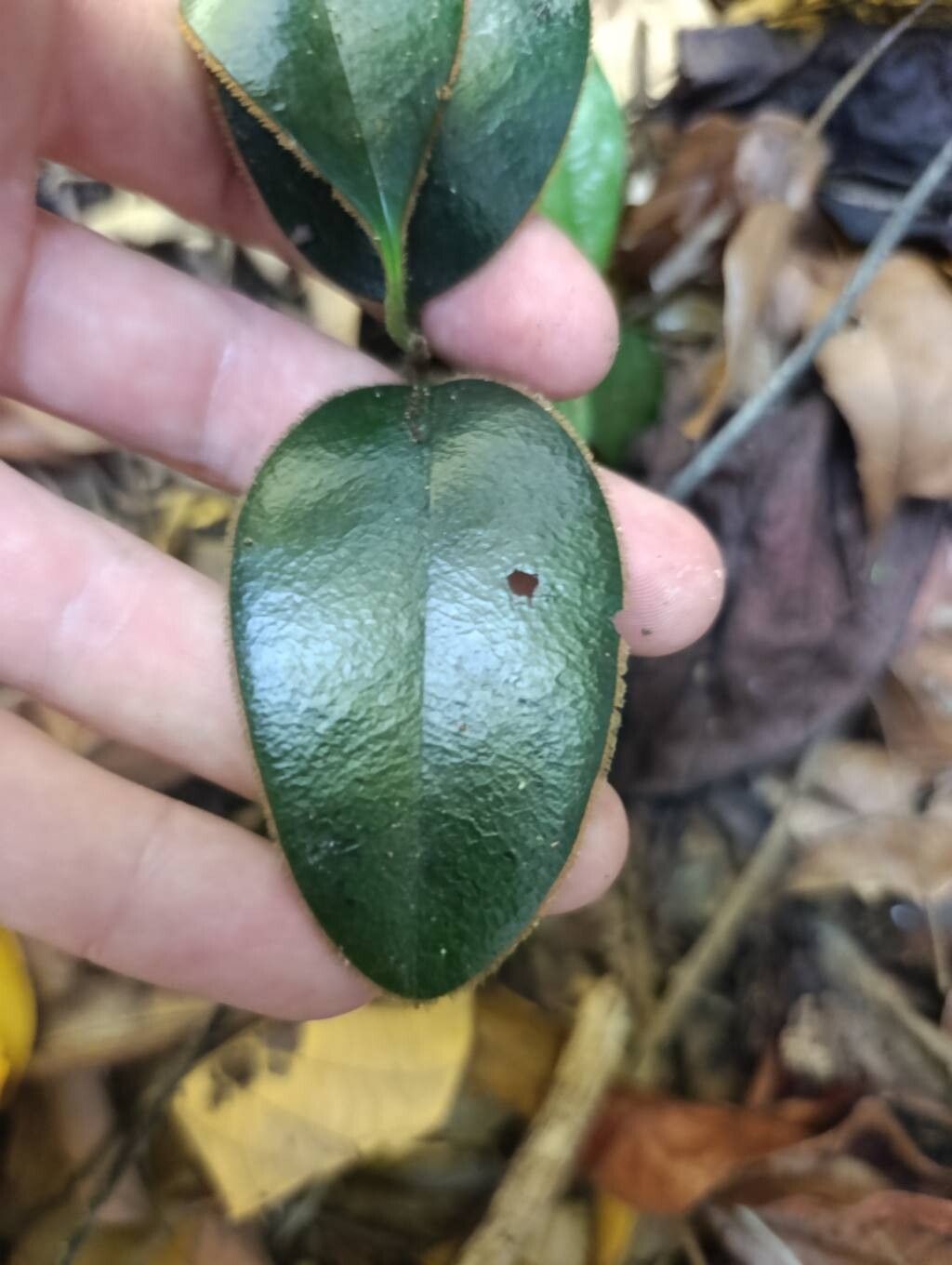 Diospyros vescoi — houseplant care guide