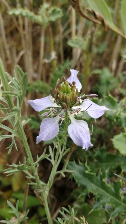 Nigella arvensis flower