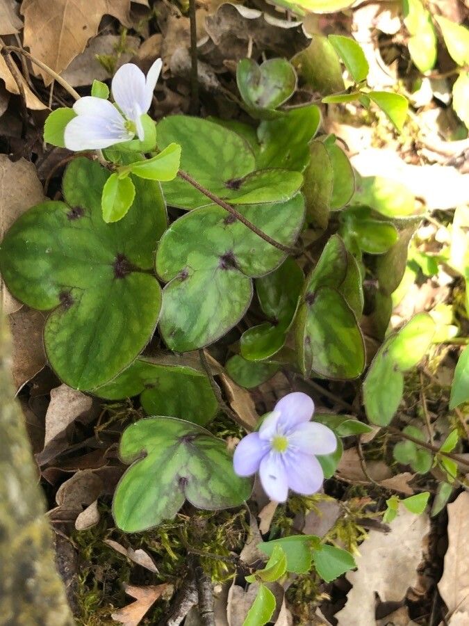 Hepatica nobilis habit