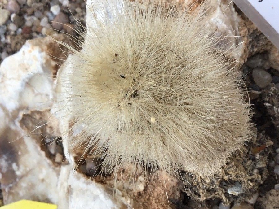 Parodia rudibuenekeri — houseplant care guide