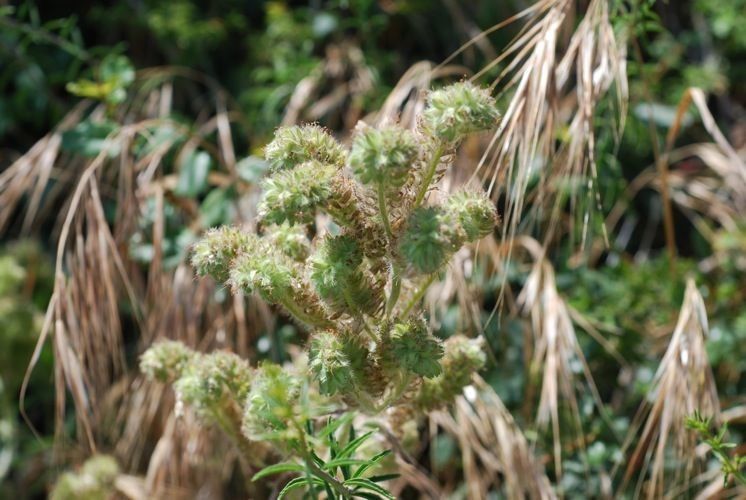 Phacelia imbricata habit