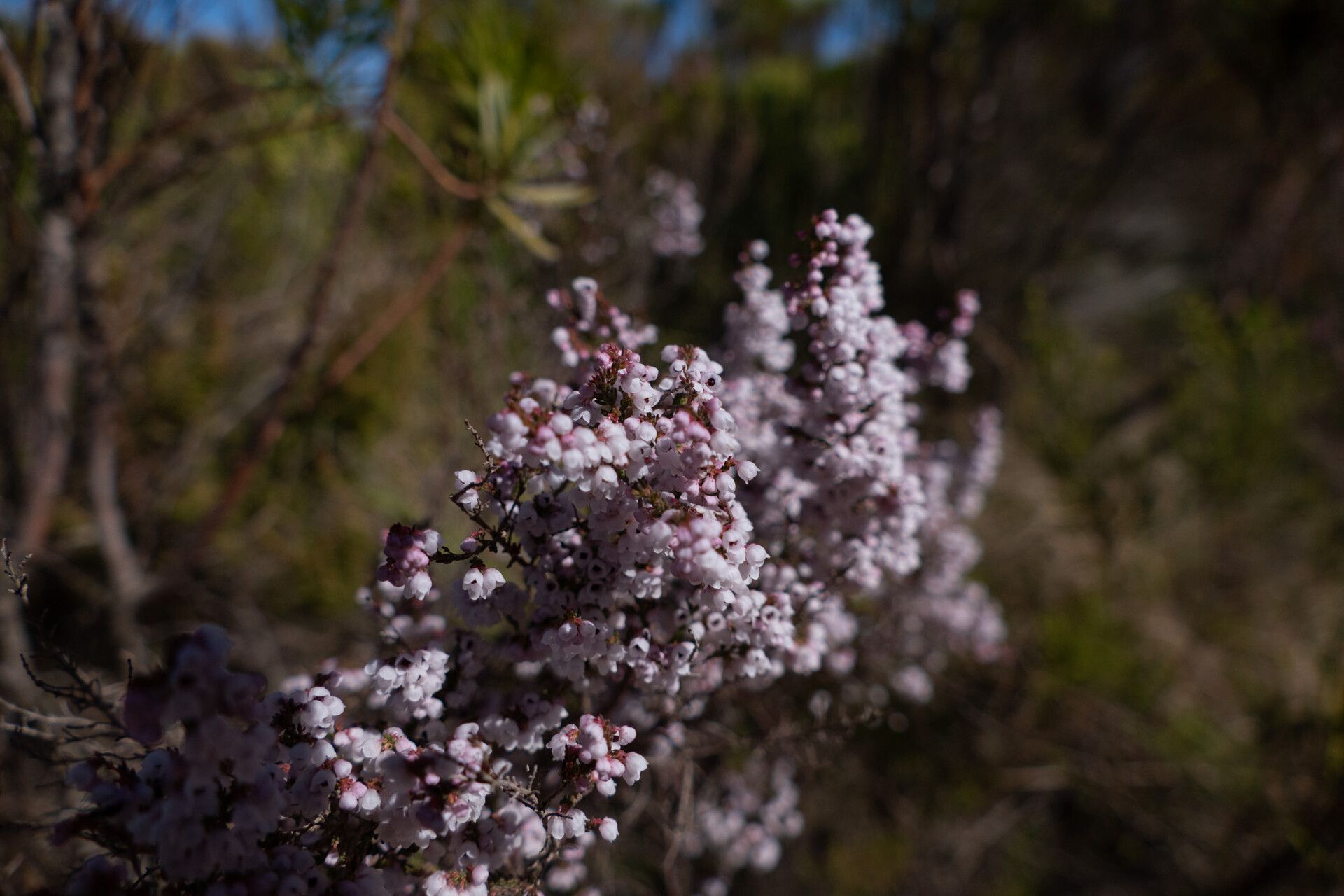 Erica quadrangularis flower