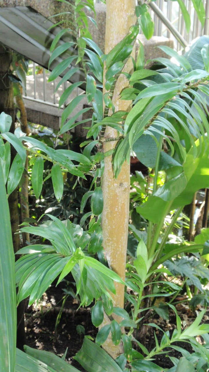 Freycinetia scandens — houseplant care guide