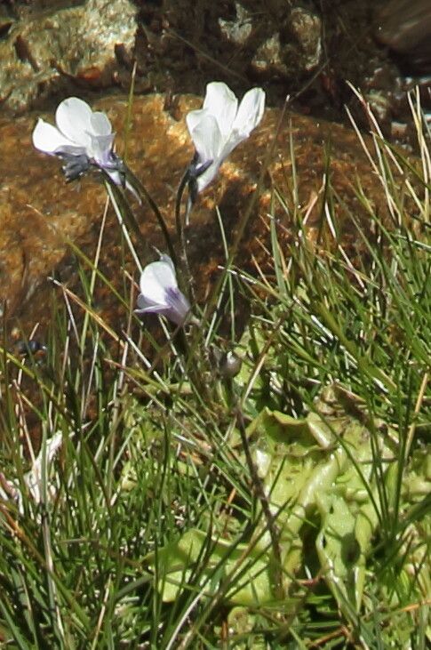 Pinguicula corsica flower