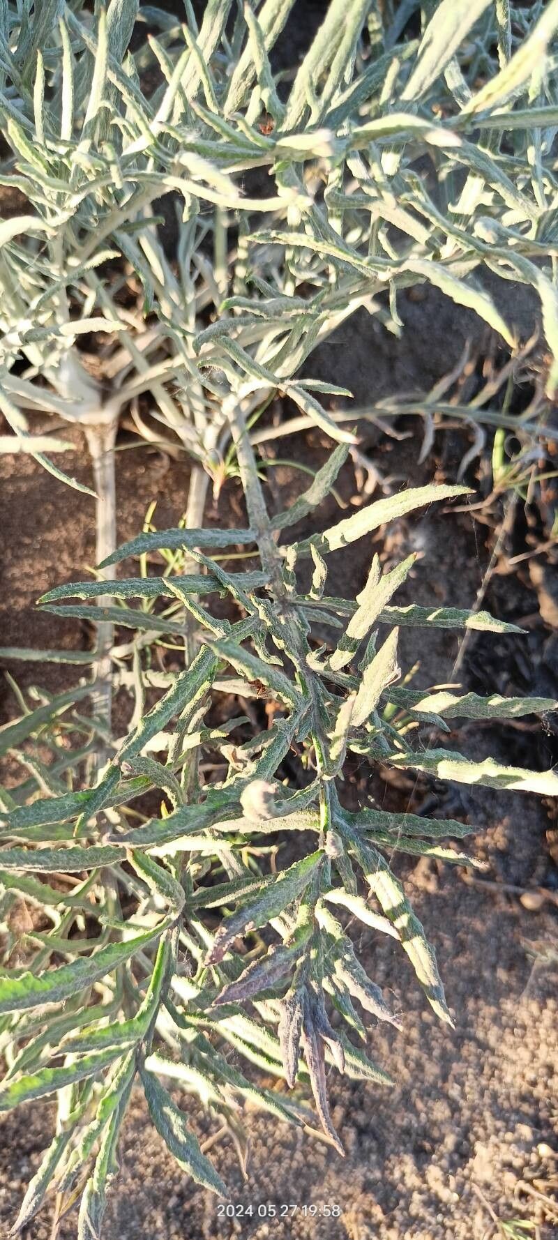 Jurinea cyanoides leaf