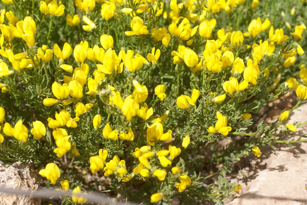 Cytisus fontanesii habit