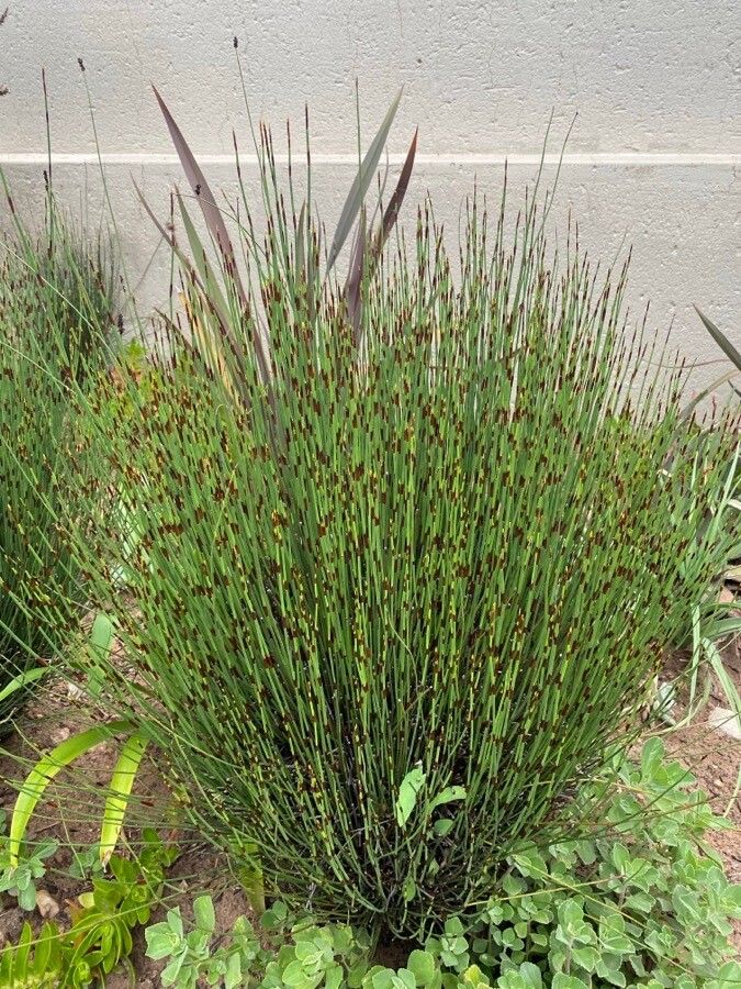 Elegia tectorum — search result for 'Eastern South Africa'