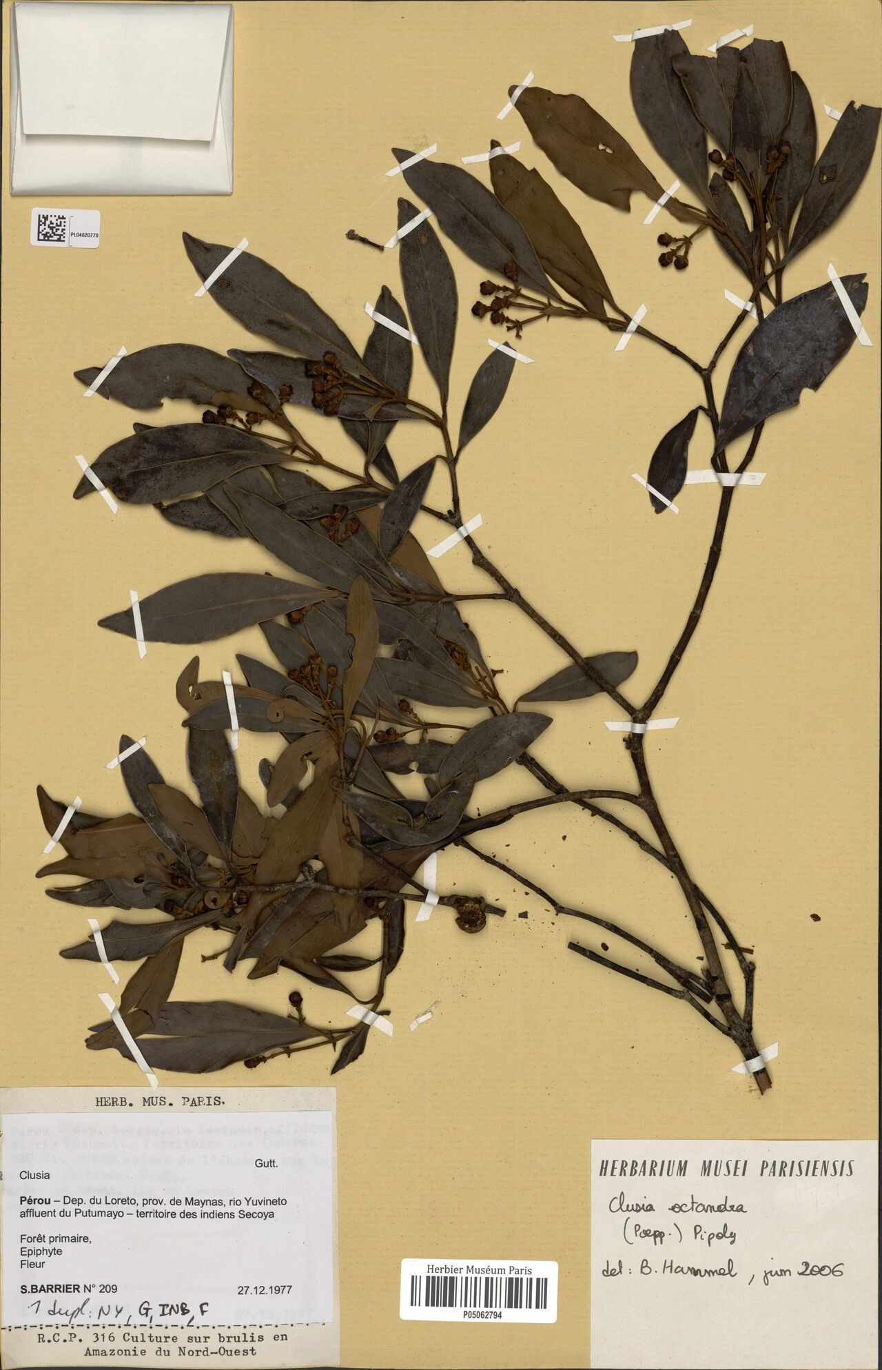 Clusia octandra — search result for 'Clusia'