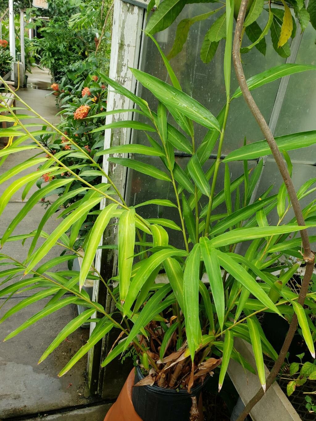 Alpinia elegans habit