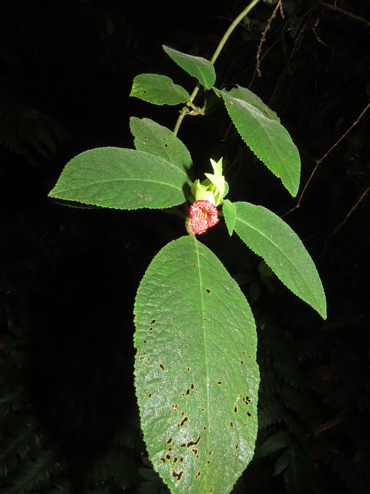 Drymonia tomentulifera leaf