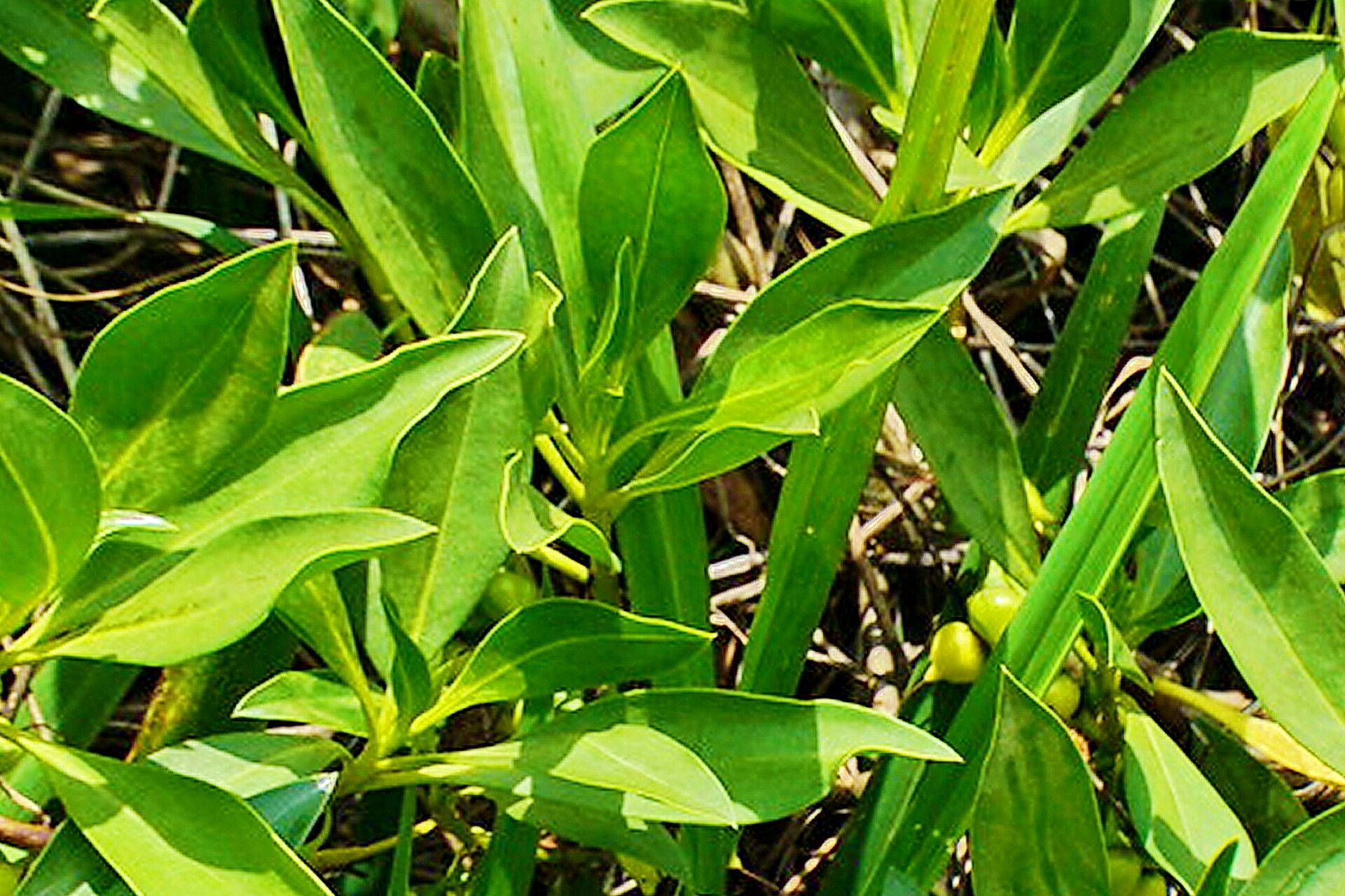 Myoporum bontioides — related species from the same genus