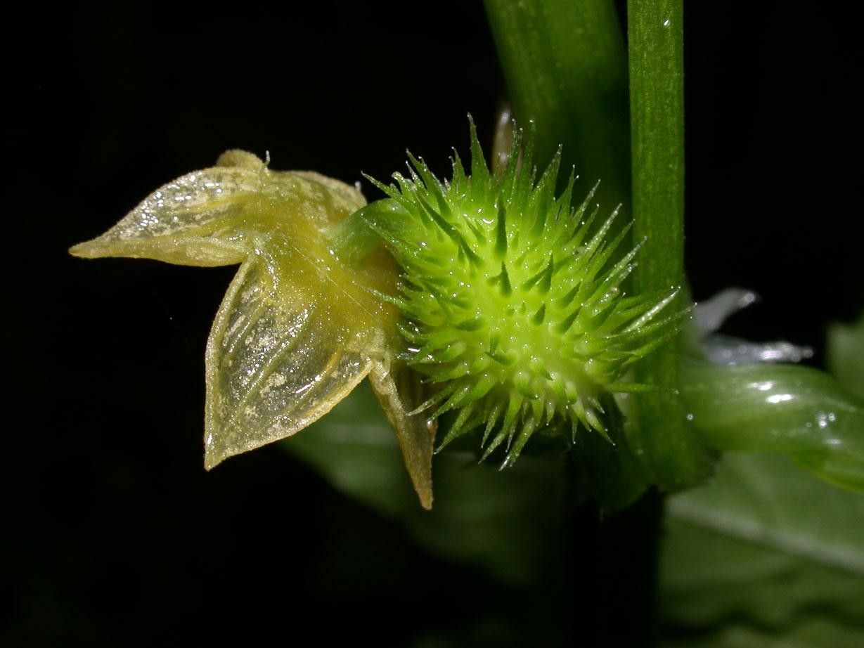 Cyclanthera multifoliola fruit