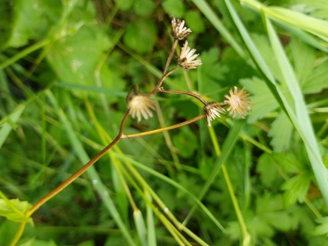 Crepis paludosa fruit