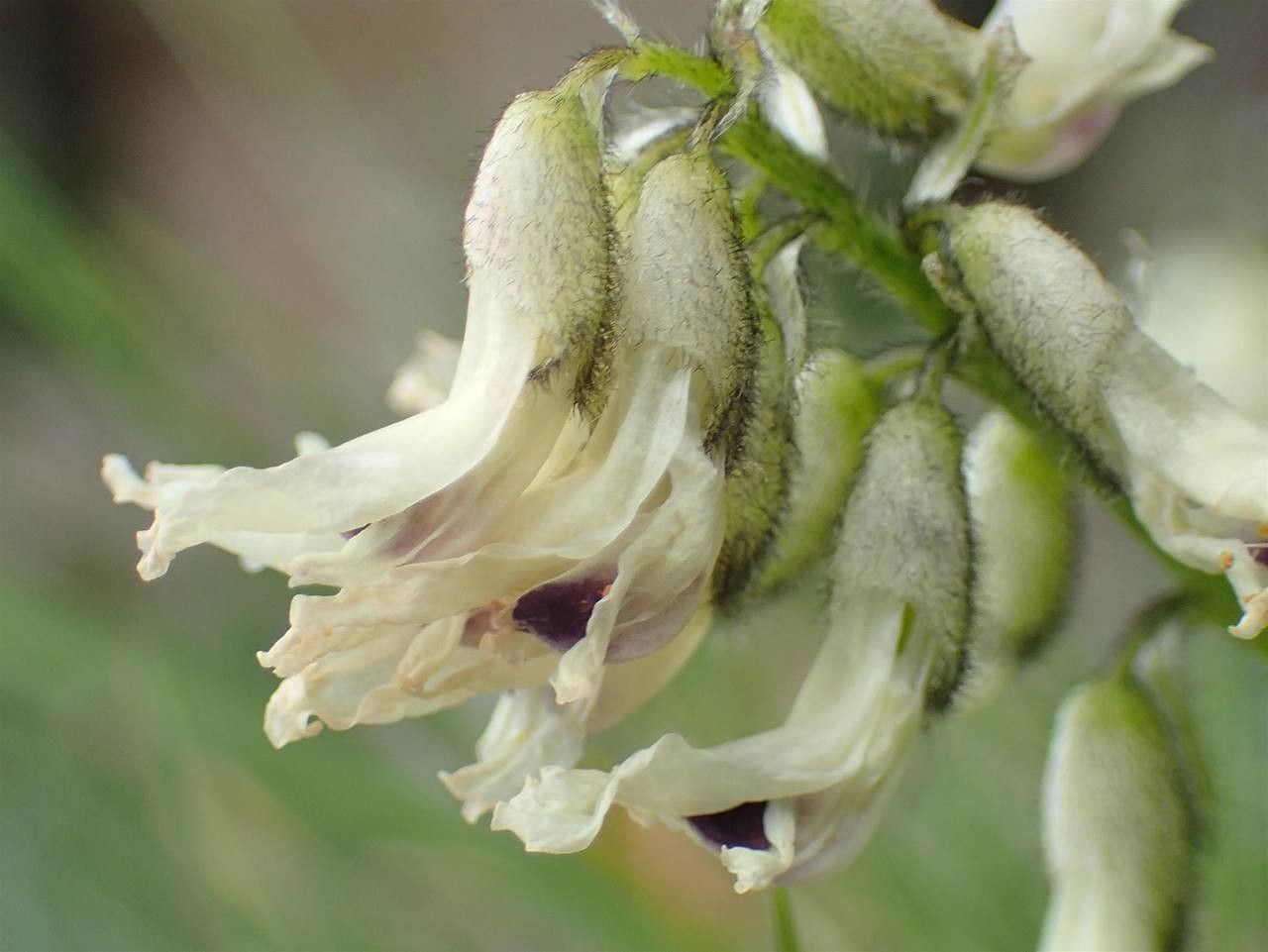 Astragalus australis fruit