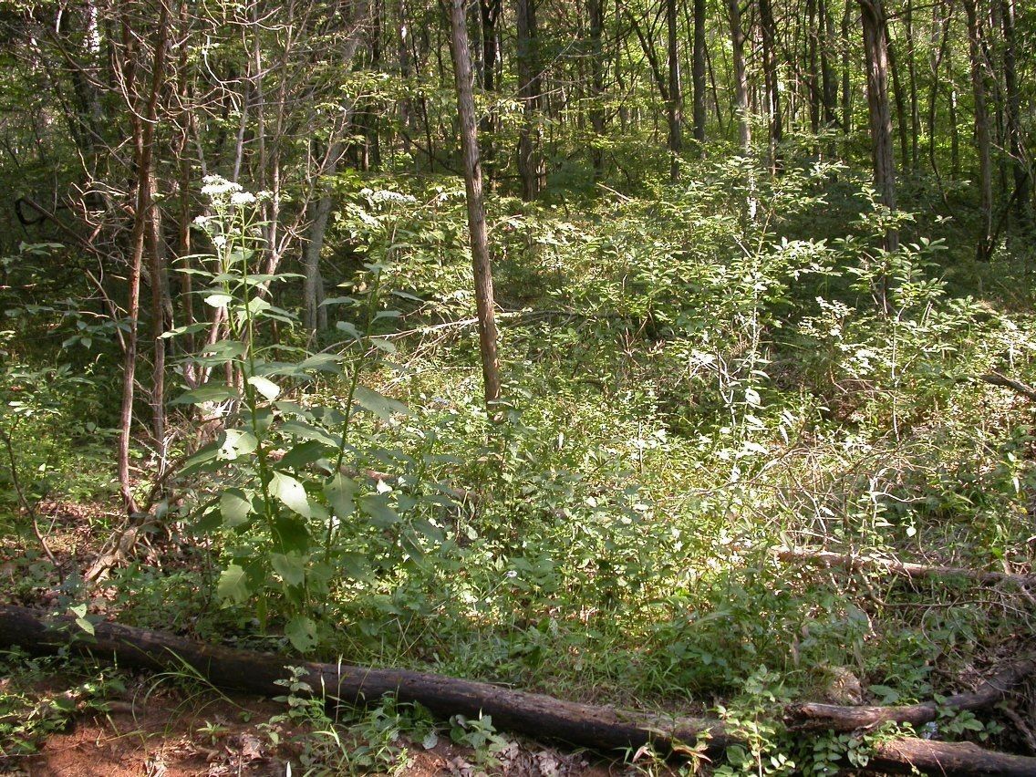 Eriochloa villosa habit
