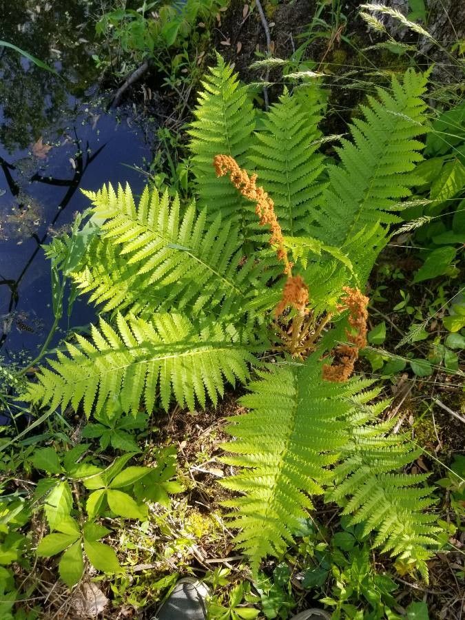 Osmunda cinnamomea habit