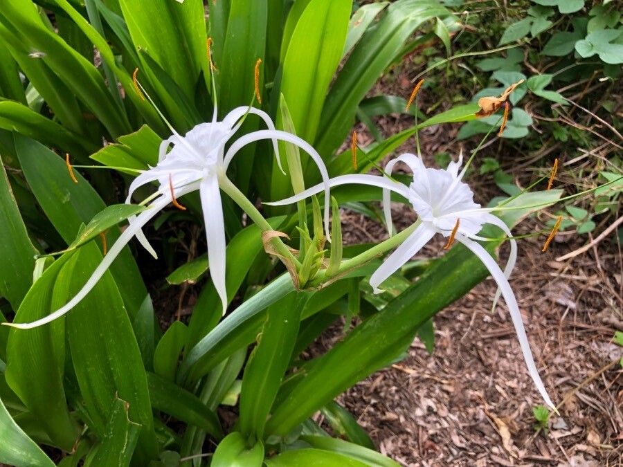 Hymenocallis caribaea flower