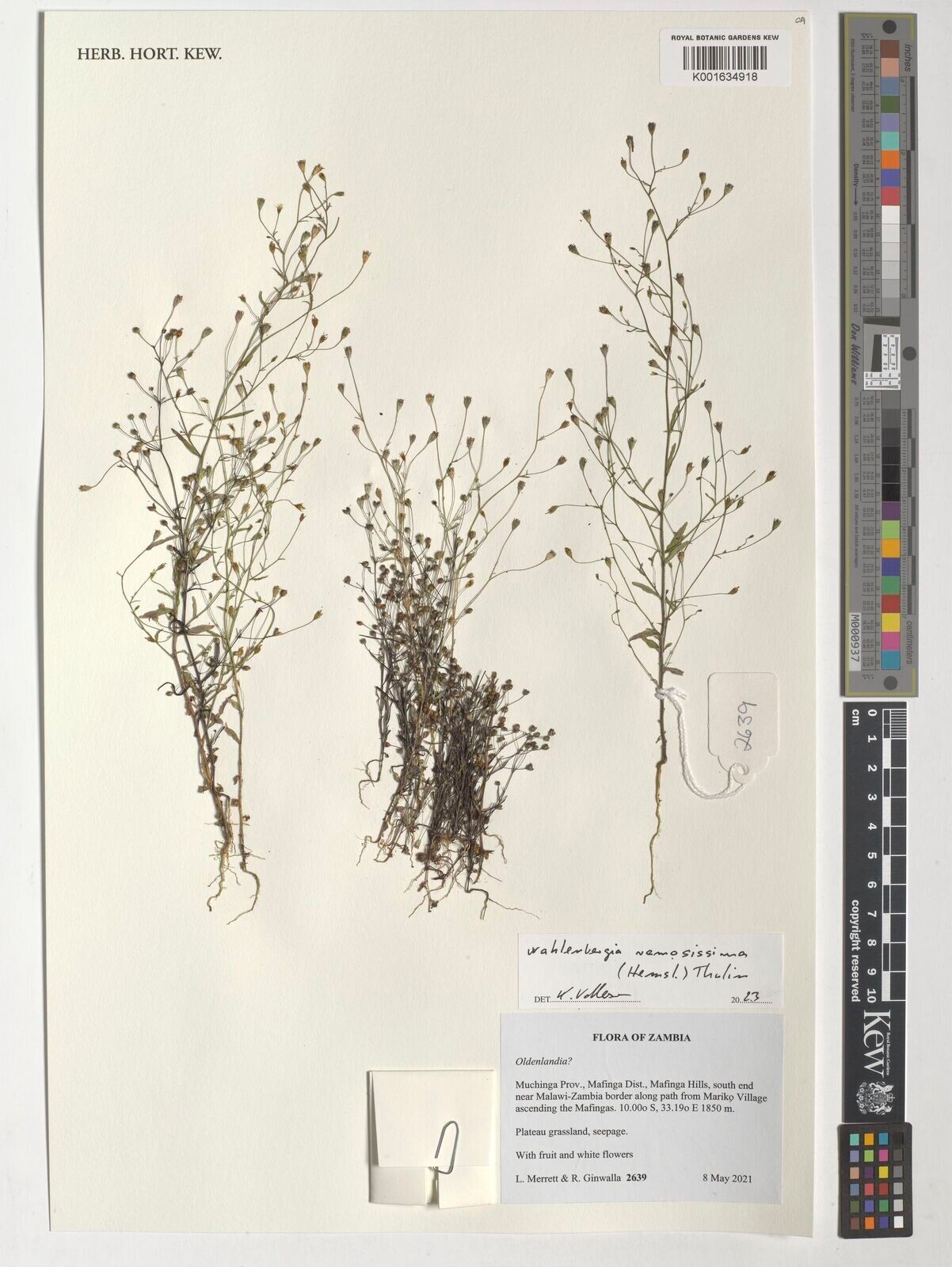 Wahlenbergia ramosissima — houseplant care guide