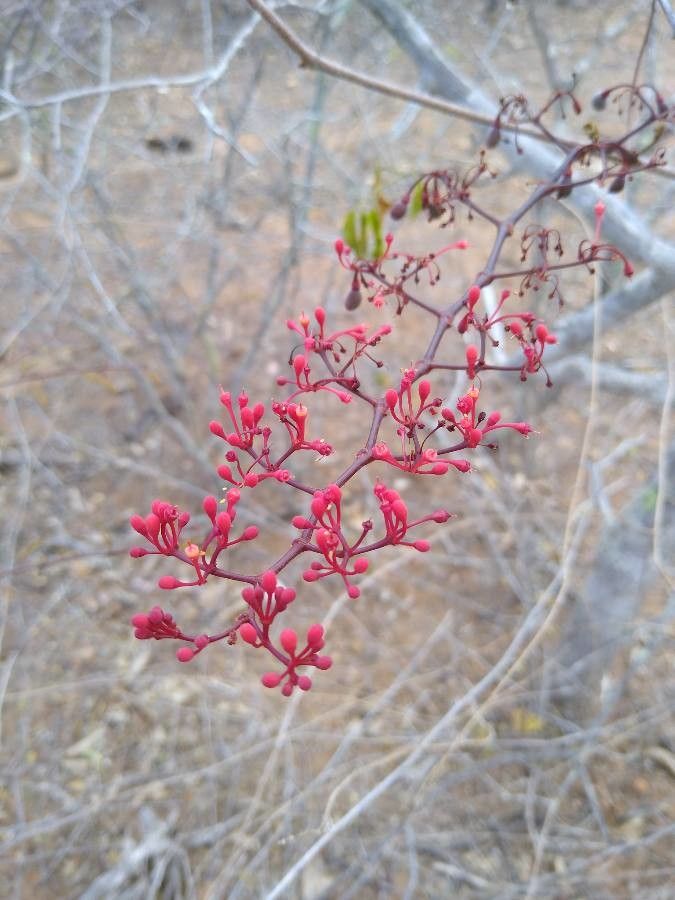 Cissus decidua — houseplant care guide