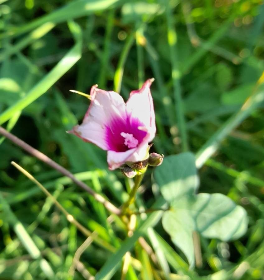 Ipomoea grandifolia flower