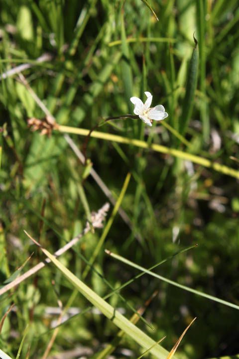 Epilobium oregonense — search result for 'Epilobium'