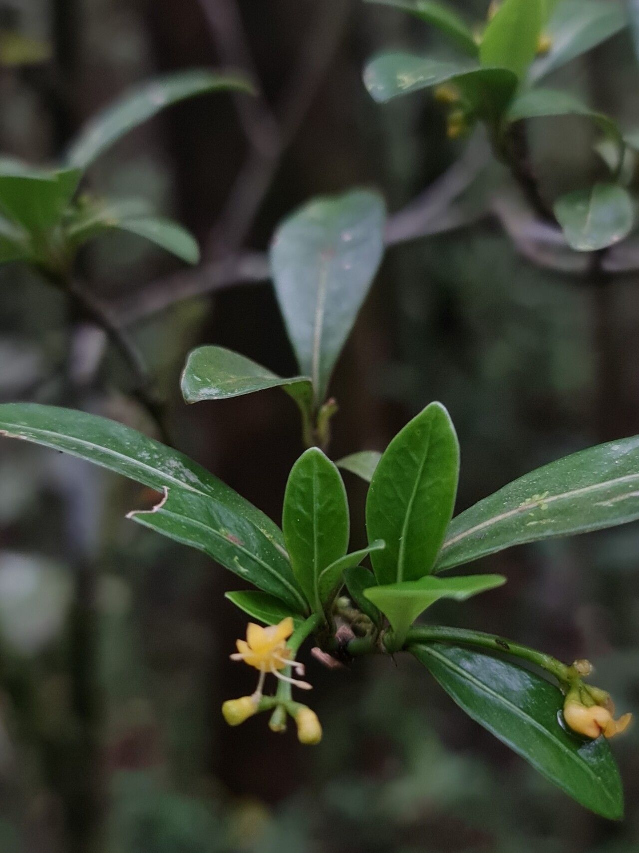 Psychotria subcapitata — houseplant care guide