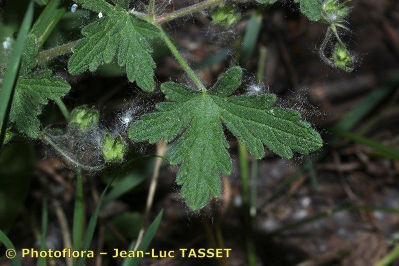 Geranium divaricatum — houseplant care guide