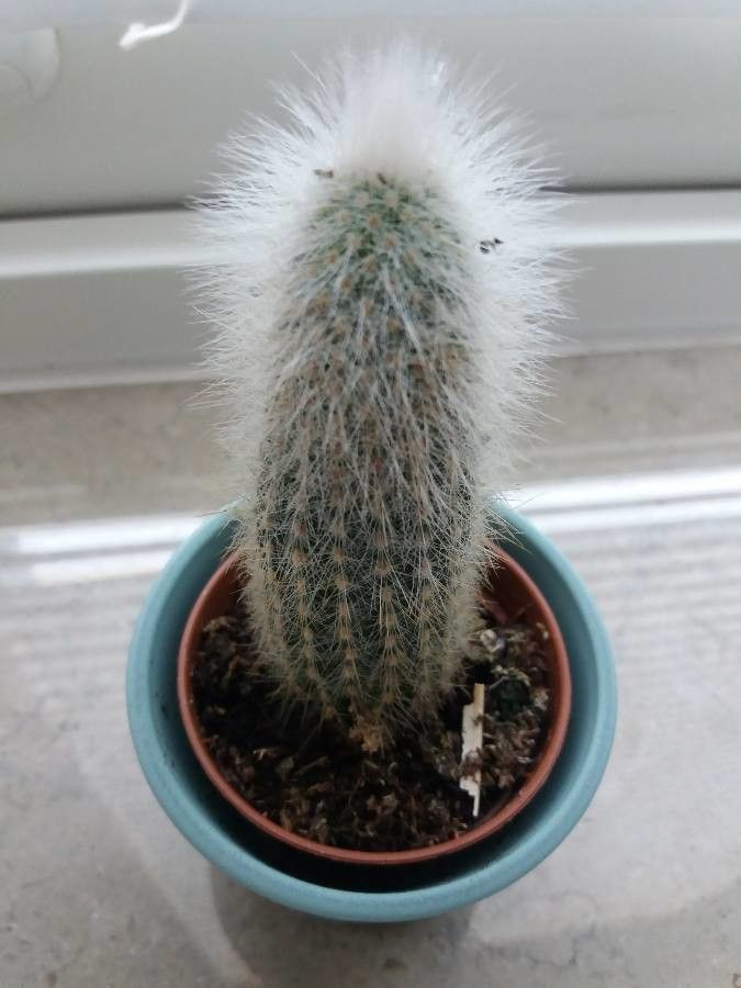 Espostoa lanata flower