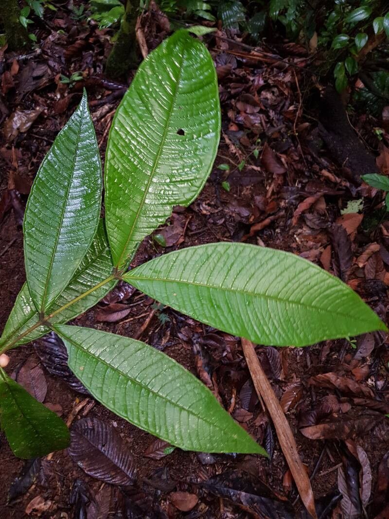 Myrcia paulii-jonesii — houseplant care guide